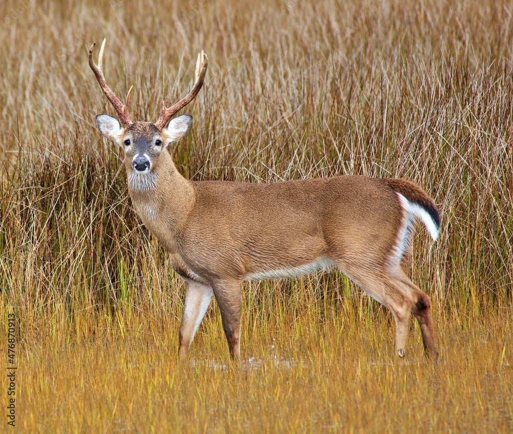 Virginia white tail deer, mature buck, walking along a salt water marsh. Virginia white tail deer, mature buck, walking along a salt water marsh.