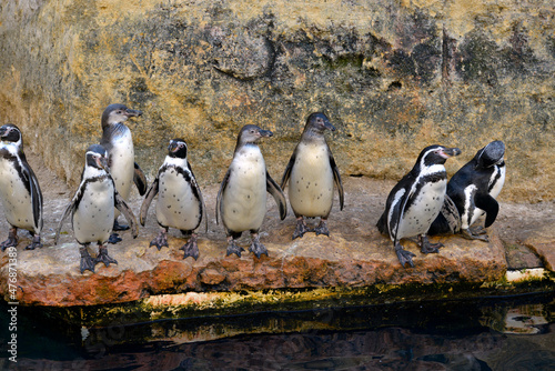 Humboldt penguins (Spheniscus humboldti) lined up at the water's edge