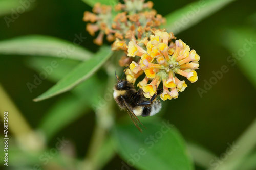 Gartenhummel (Bombus hortorum) auf Sommerflieder	 photo