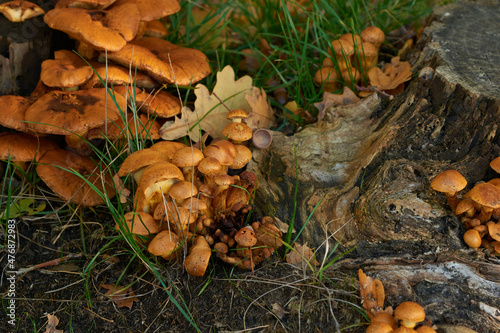 Beringter Flämmling ( Gymnopilus junonius )	 photo