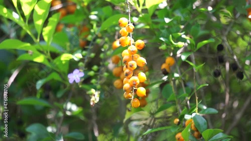 The fruit of gold mound. Also called Sinyo nakal, Duranta erecta, teh-tehan, alba, aurea, geisha girl, sapphire showers and variegata photo