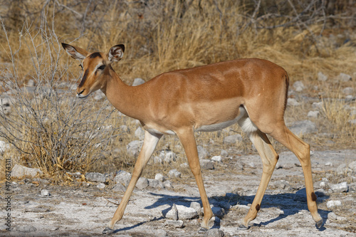 Weibliches Schwarznasen Impala