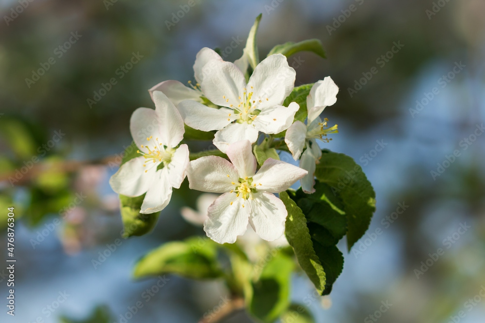 Blooming apple tree (lat. Malus domestica), of the family Rosaceae. Russia. Blooming apple tree (lat. Malus domestica), of the family Rosaceae. Russia.