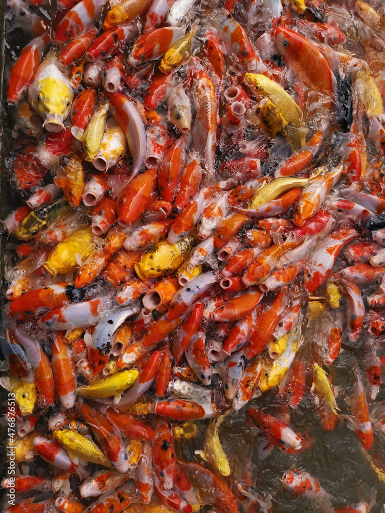koi carps close up koi carps close up