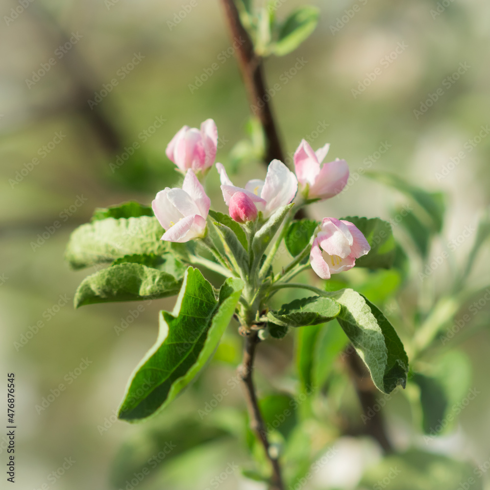 Obraz premium Blooming apple tree (lat. Malus domestica), of the family Rosaceae. Russia.