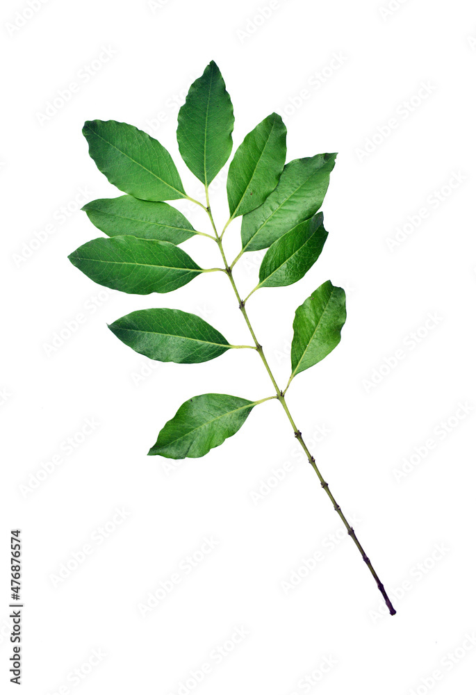 Sandalwood Leaves With Small Long Green Branch on Isolated White Background