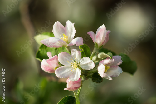 Blooming apple tree  lat. Malus domestica   of the family Rosaceae. Russia.