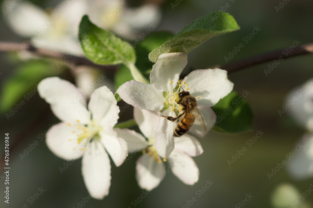 Blooming apple tree (lat. Malus domestica), of the family Rosaceae. Russia. Blooming apple tree (lat. Malus domestica), of the family Rosaceae. Russia.