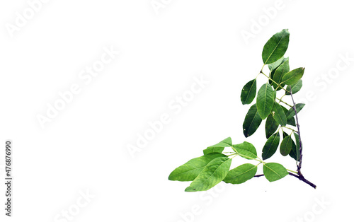Sandalwood Plant Leaves With Small Brown and Green Branches Isolated White Background Santalum Album photo