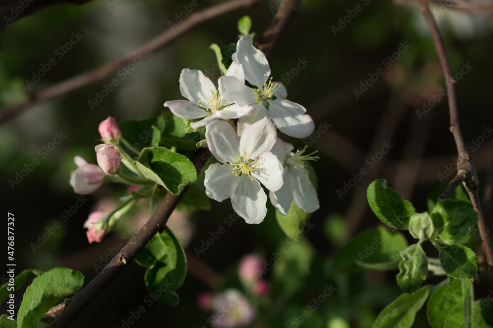 Obraz premium Blooming apple tree (lat. Malus domestica), of the family Rosaceae. Russia.