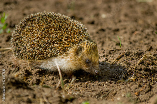 hedgehog in the garden
