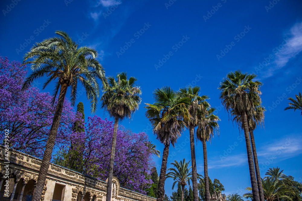 Obraz premium palm trees