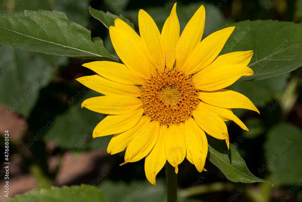 Obraz premium sunflowers blooming in the summer