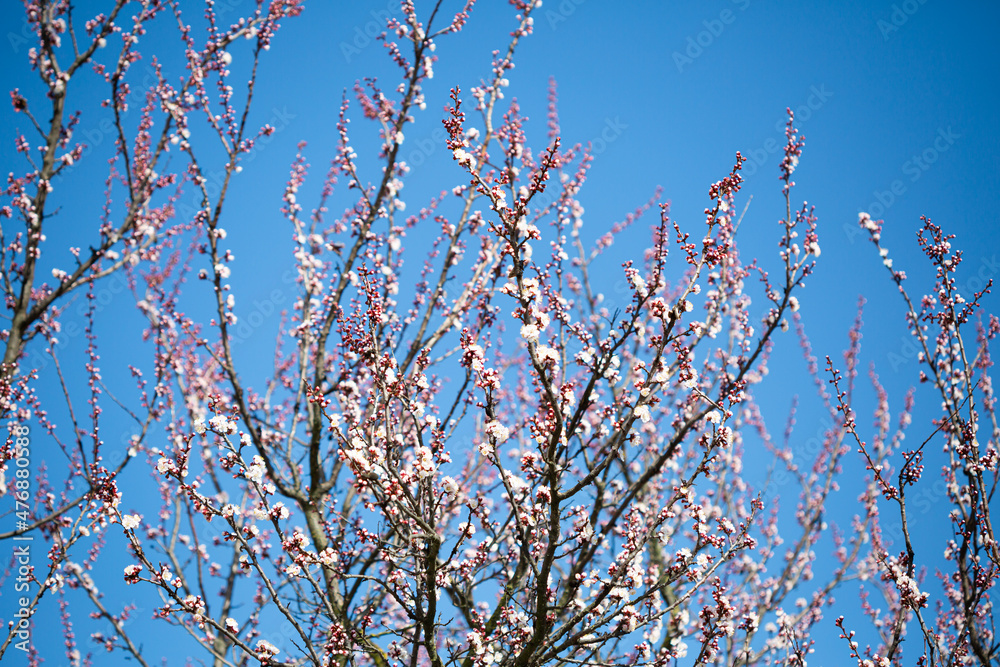 Spring tree branches with flowers background