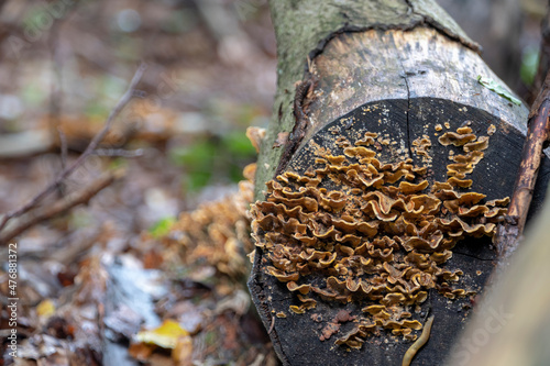 Stereum hirsutum hairy crust fungus growing on tree in Palatinate Forest Germany photo