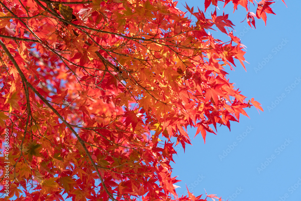 真っ赤に紅葉するイロハモミジ 真っ赤に紅葉するイロハモミジ