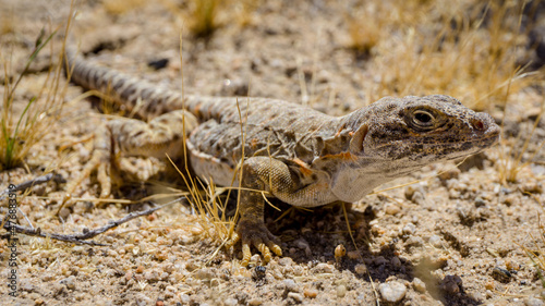 Mojave fringe-toed lizard in the Mojave desert  USA