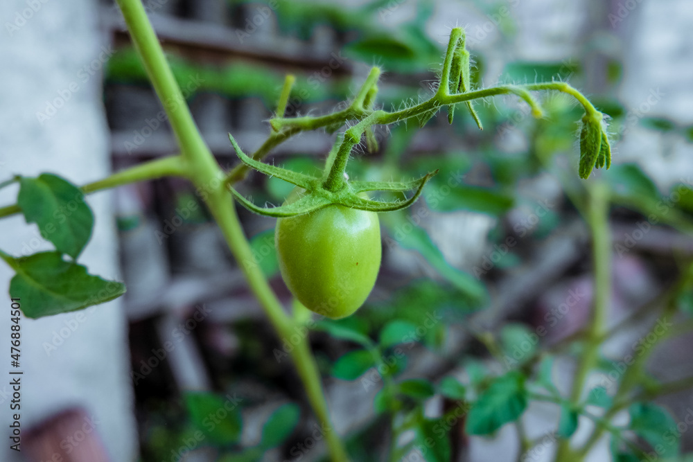 Fototapeta premium growing tomatoes in pots