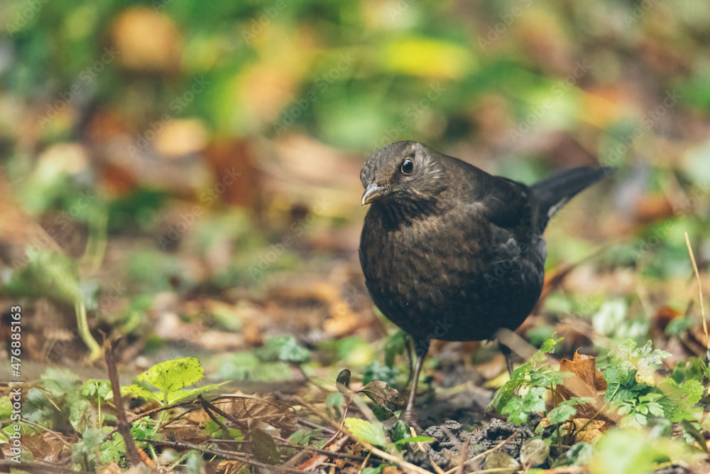 Obraz premium Amsel im Garten