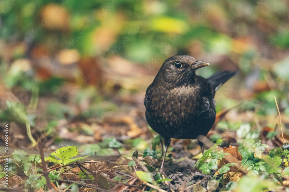 Obraz premium Amsel im Garten