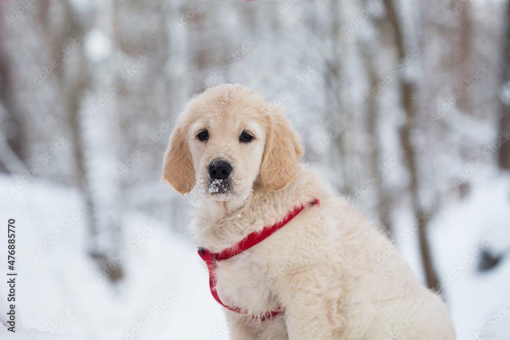 This stock photo shows Golden retriever puppy outdoor on the snow in winter