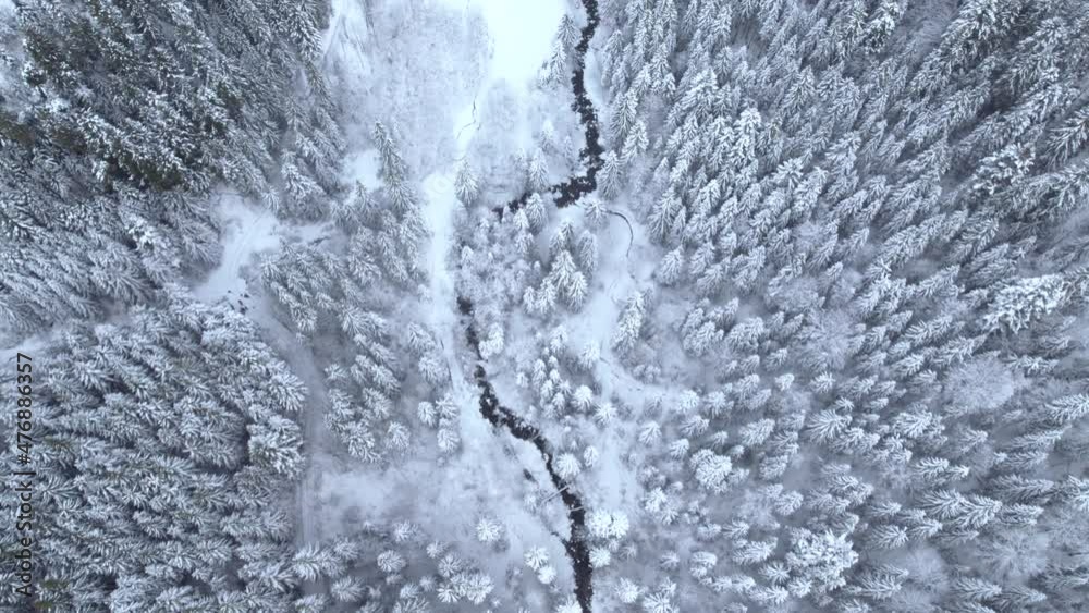 Dark river bend floating in winter forest. Flying over snow covered trees in wild mountain valley Dark river bend floating in winter forest. Flying over snow covered trees in wild mountain valley