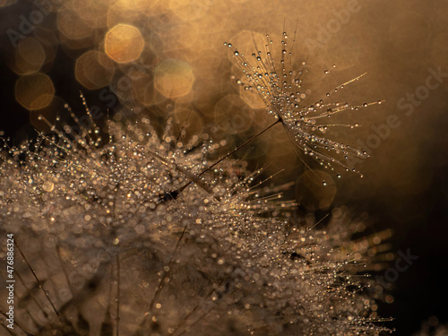 Golden natural background  texture. Dandelion with drops of water at sunset-macro. Photo picture