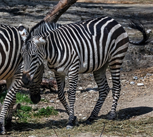 Grant s zebra in its enclosure. Latin name - Equus quagga boehmi  