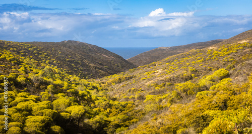 forest along the vicentina coast photo