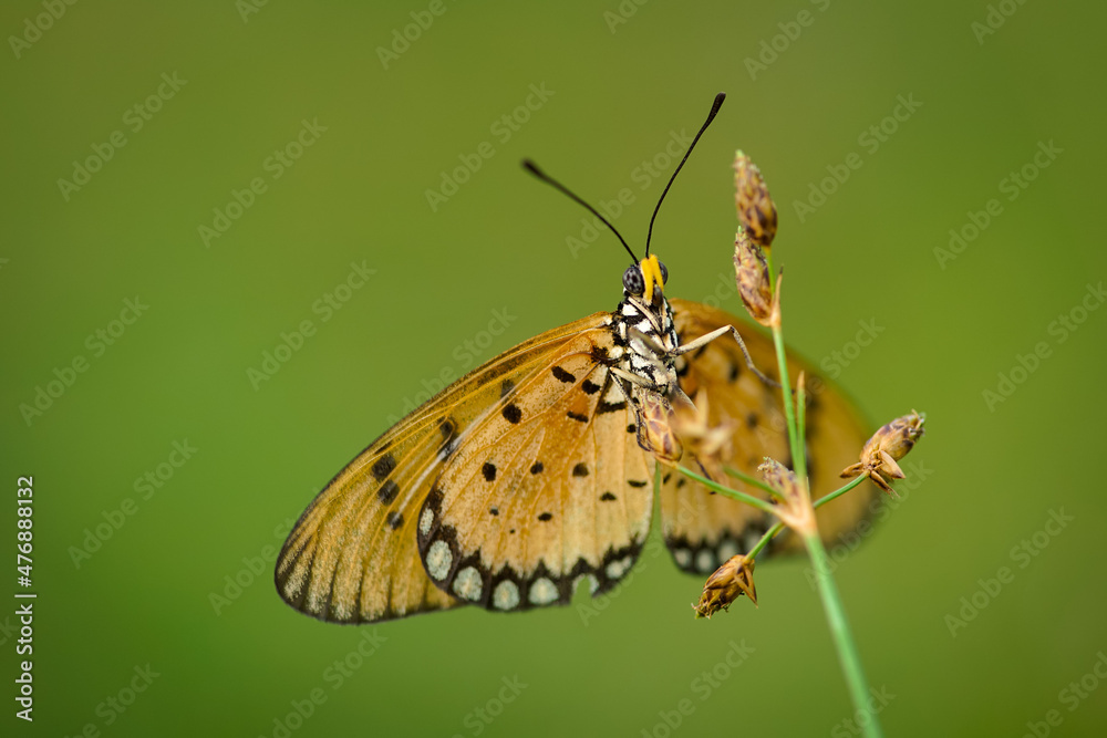 Fototapeta premium orange butterfly and dew on a blurred background, select focus with a shallow depth of field.
