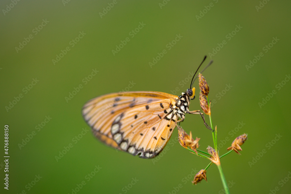 orange butterfly and dew on a blurred background, select focus with a shallow depth of field. orange butterfly and dew on a blurred background, select focus with a shallow depth of field.