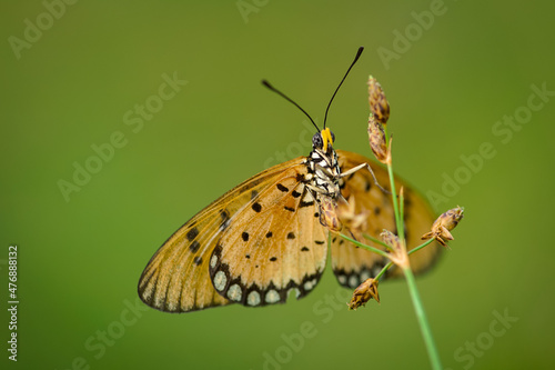 orange butterfly and dew on a blurred background, select focus with a shallow depth of field. © parianto