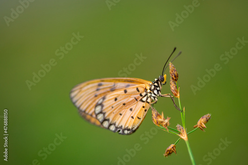 orange butterfly and dew on a blurred background, select focus with a shallow depth of field. © parianto