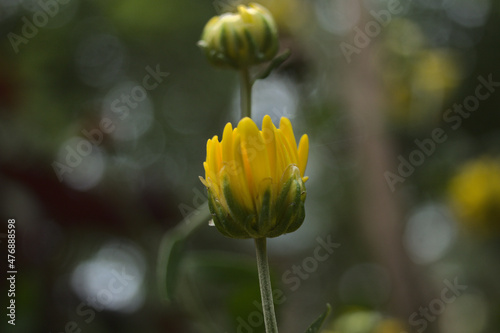 yellow flower