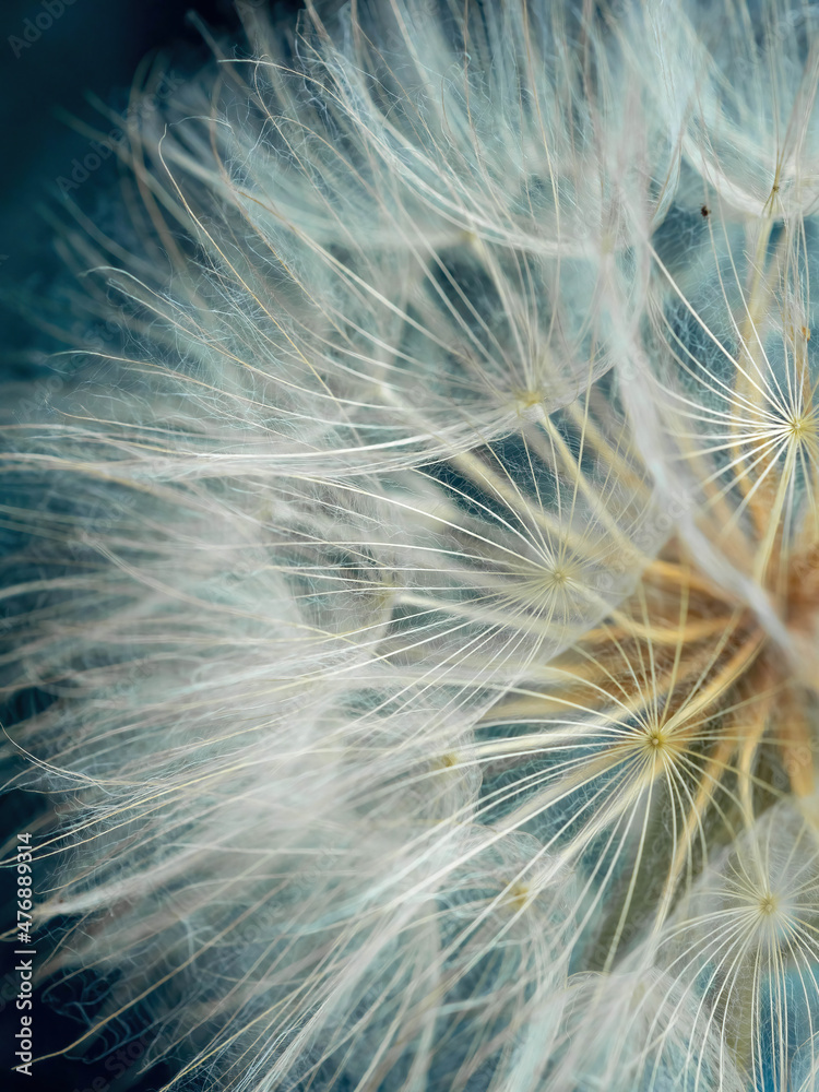 Naklejka premium Close up dandelion seeds, macro. Natural background, texture.