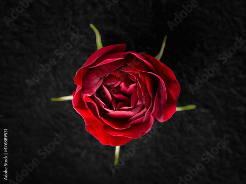 Studio shot of flower on black background. Closeup. Nature.