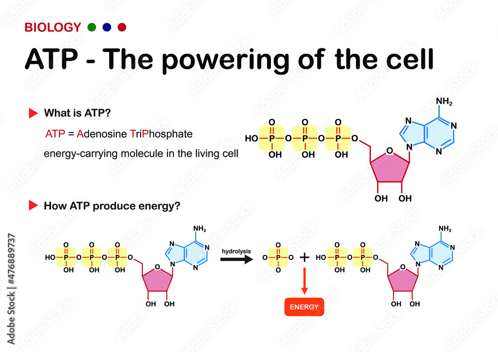 Atp Energy Diagram atp-energy-diagram