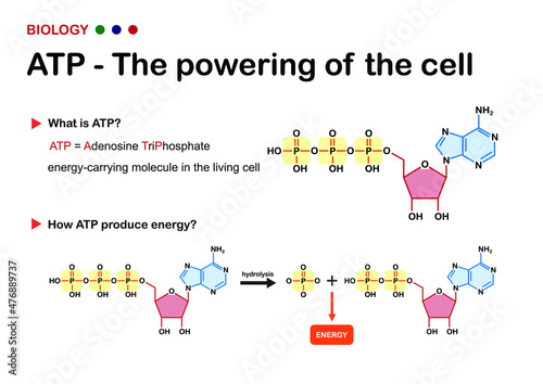 Biology diagram show ATP (Adenosine triphosphate), an energy carrier substance in living cell photo