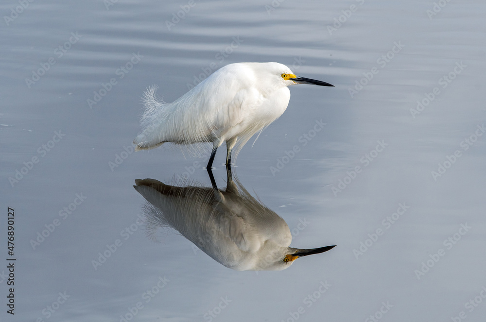 A snowy egret and reflection on calm water. A snowy egret and reflection on calm water.