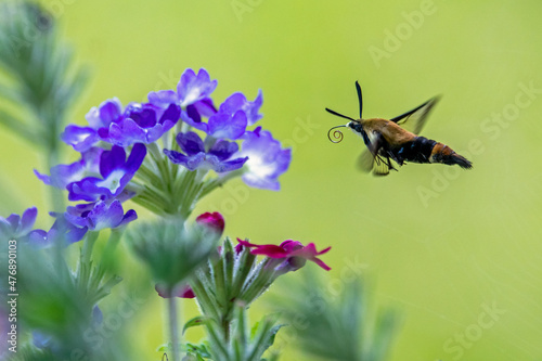 A hummingbird moth, or snowberry clearwing, pollinating flowers. photo