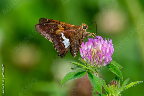 A silver spotted skipper pollinating red clover.