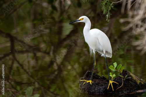 A snowy egret in a salt marsh.