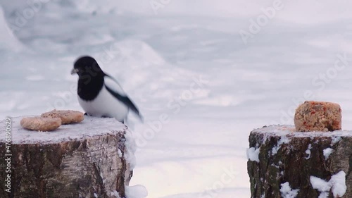 Wild Birds Feed In Winter