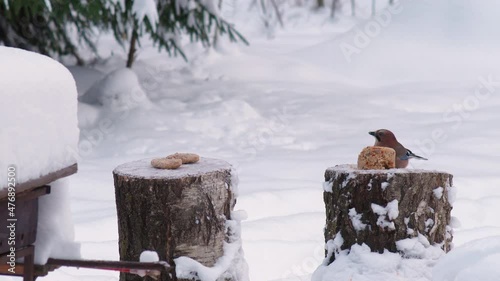 Wild Birds Feed In Winter