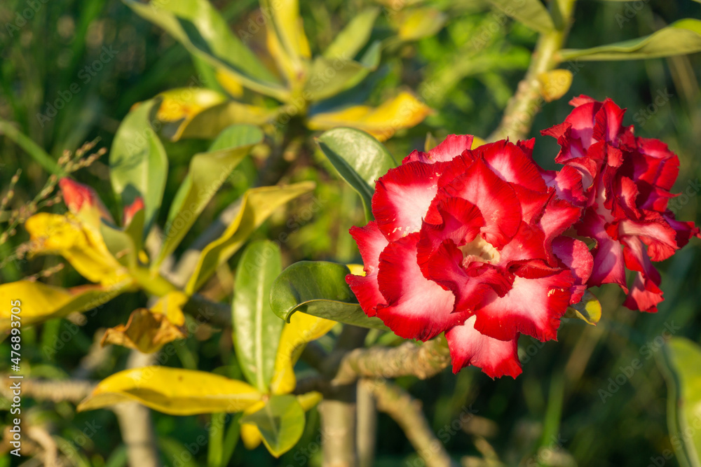 Adenium with red double petals blooming in winter. Adenium with red double petals blooming in winter.