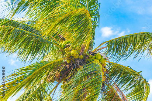 Tropical palm trees with blue sky Rio de Janeiro Brazil.