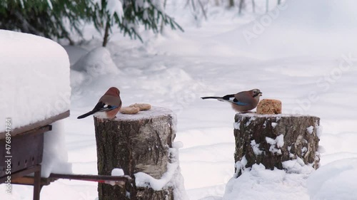 Wild Birds Feed In Winter