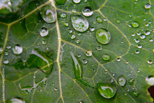 Drops of rain water on green leaves. Heavy rain. Wet plants. Macro photo