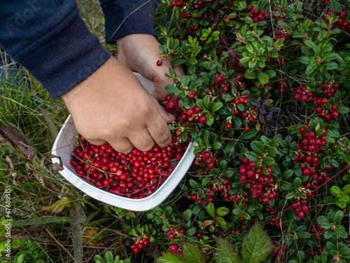 Fotografie Child is picking lingonberries in a bowl