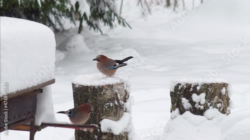 Wild Birds Feed In Winter